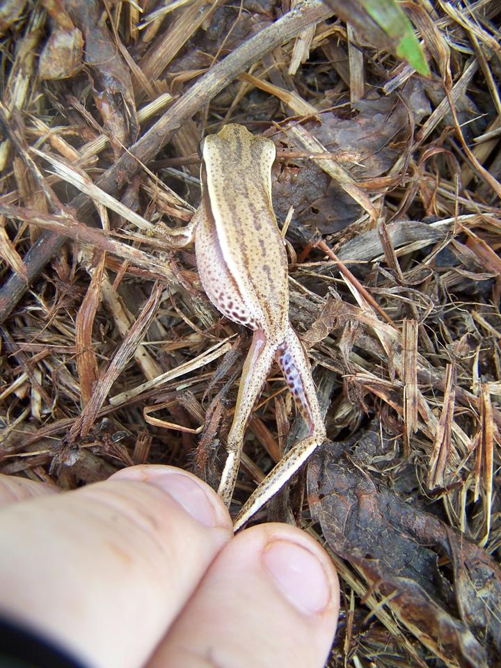 FIGURE 4 FIGURE 4
